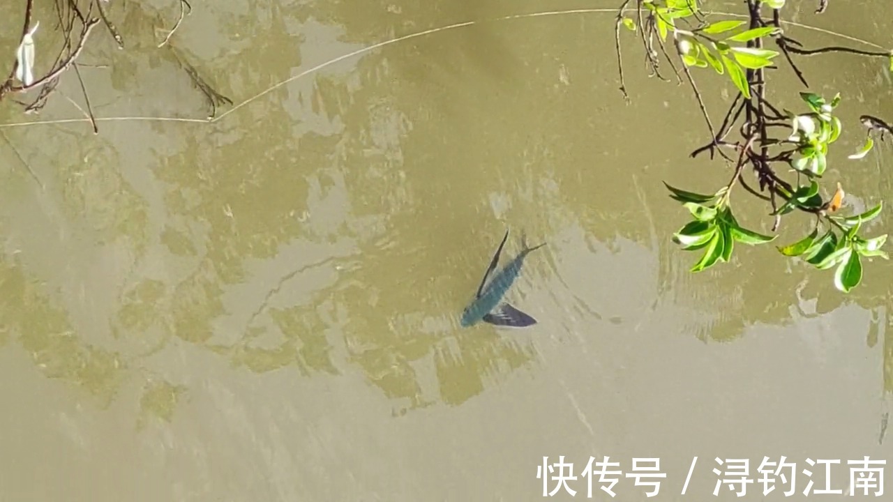 你见过有翅膀的鱼吗？广州男子河湾钓鱼，水面忽然游来一条怪鱼，把他吓坏了