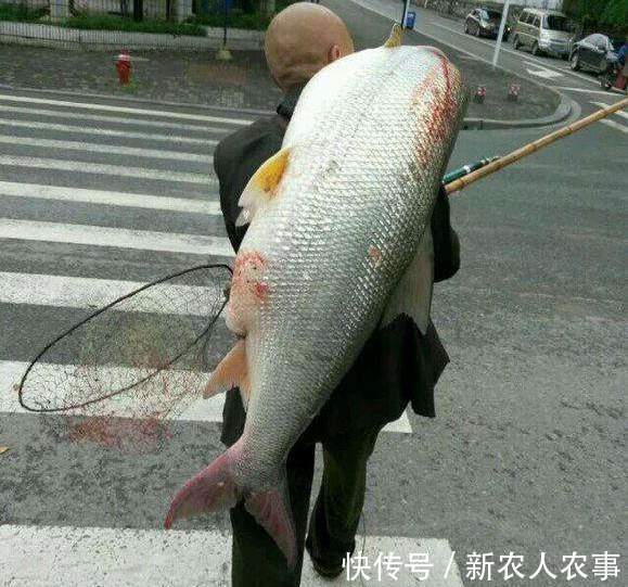 男子意外钓获大鱼，自行车不骑拿来载鱼，走在路上成为全城的亮点