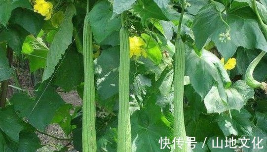 丝瓜皮|吃丝瓜能抗癌止咳,但效果最好的地方都被扔了,后悔现在才知道