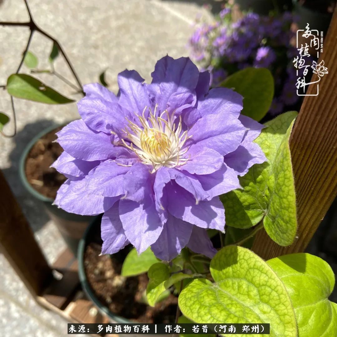 迷你小院儿，种满多肉、花草和蔬果，沉醉在自己的世外桃源！