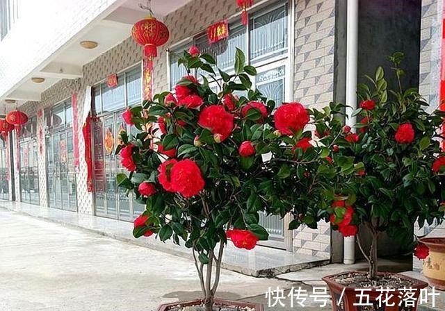 吉尼斯纪录|放弃月季吧!此花零下20度冻不死,花大如“脸盆”,盆栽地栽皆可!