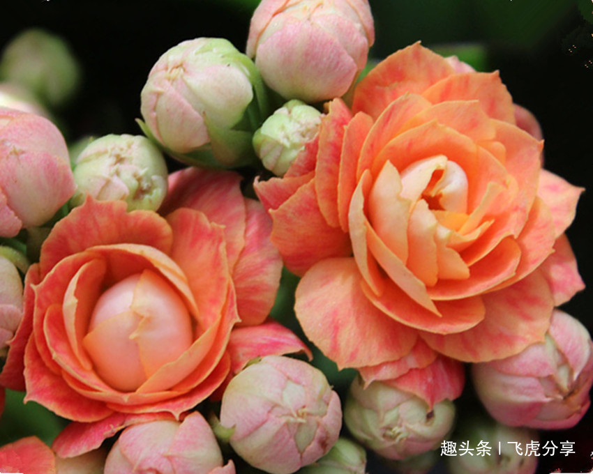 养花|四种盆栽曾获花卉大奖,盆盆都是精品,便宜还好养,养花首选