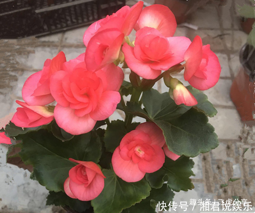 养花|世上花期最长的八大盆栽花卉,春夏秋冬开不停,养花选它就对了