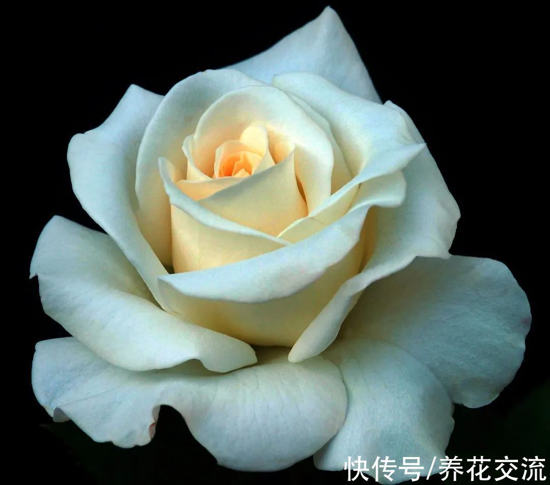 光棍树|记住这5种花的花语,光棍节更容易脱单,送花也不会迷惘