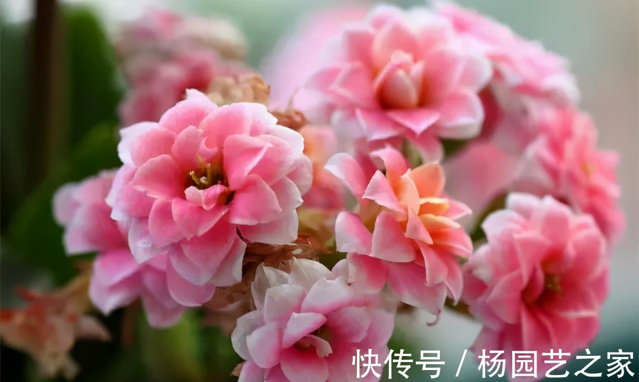 关键问题|长寿花夏季出现黑腐,解决3个关键问题,轻松度夏,入秋长势更好