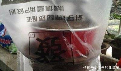 盆景教学:金弹子生桩栽培图解法,一看就懂!