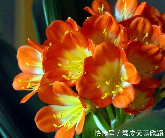 怎样让君子兰一年长出8片叶子他的做法,值得我们学习