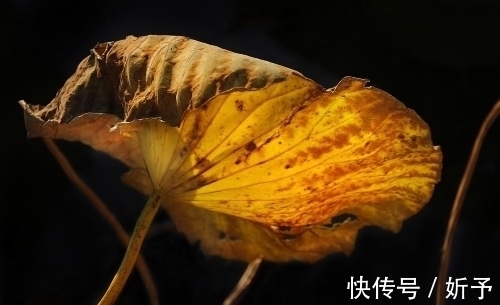 荷叶绿!一季繁花今渐落,满塘荷叶绿中残;八首婉约词,领略秋荷的美