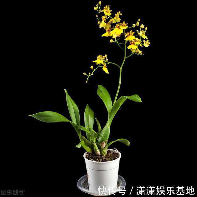 复合肥|天气转暖，建议少买4种花，观花时间短不说，还难度夏