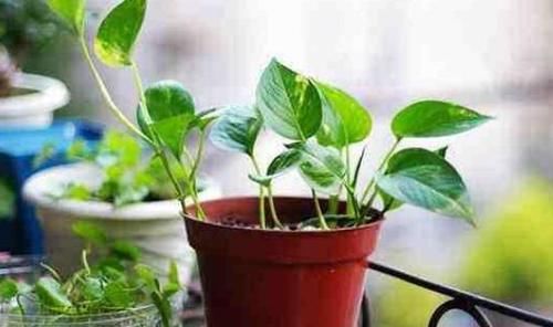 冬日浇花，牢记此4点，植物更容易活命