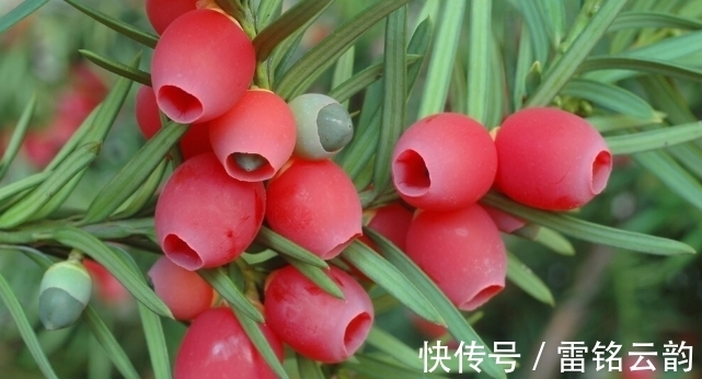 院子里种4种树，注意辨别“公母”，选错了只开花不结果