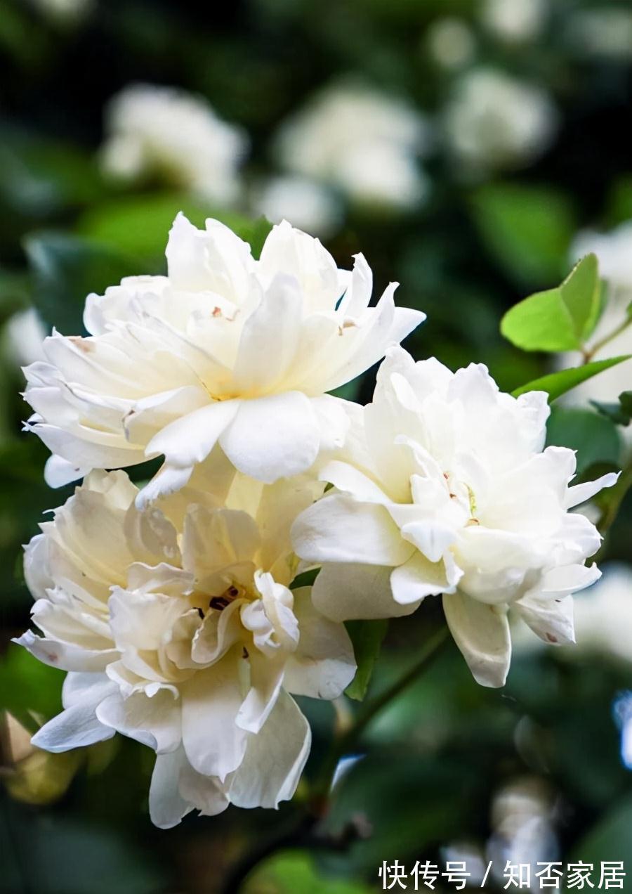 淘米水浇花,有些细节要注意,不然会适得其反