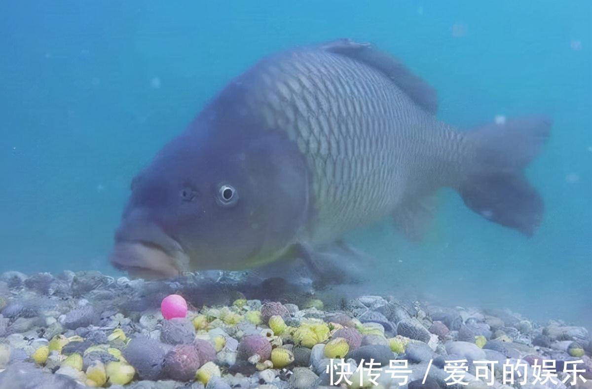 钓鱼是不是非要找底,老鸟告诉你,会找底就是不一样