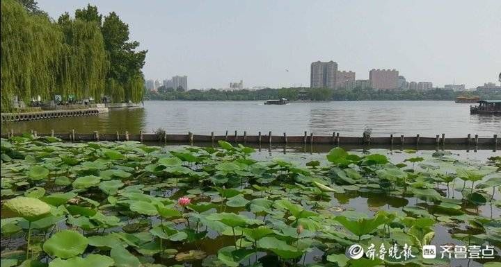 李培乐|河面鲜见荷花，到济南大明湖赏荷还要再等等