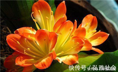 冬至后养花，记住4个口诀，花卉不黄叶、不烂根，新叶蹭蹭长