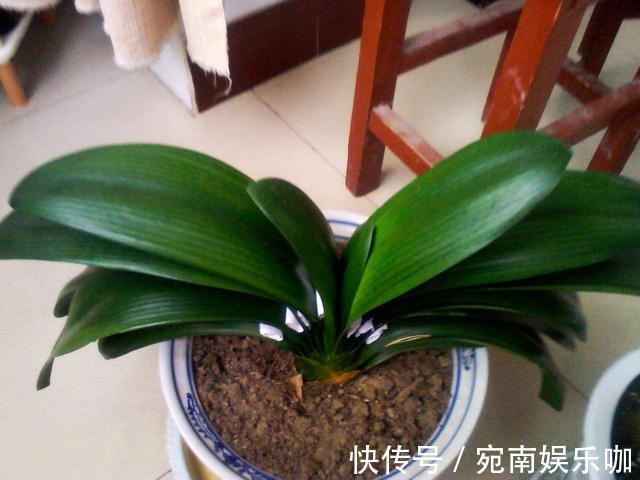 养君子兰,死记硬背5个要点,啥问题也没有,叶子油绿过年满花箭