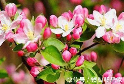 浇水|这3种花,越浇水就越黄叶,养一盆死一盆!真是懒人养的花