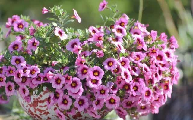 花草三不送,送了变“仇人”,这样看来,老祖宗的话,真的有道理