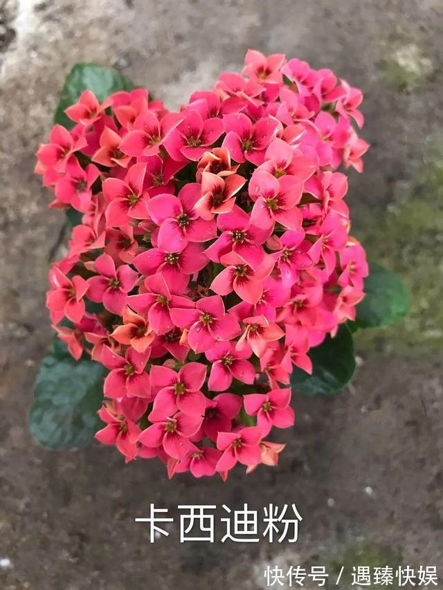 长寿花17个品种，个个都是爆花机器，谁见了都夸！