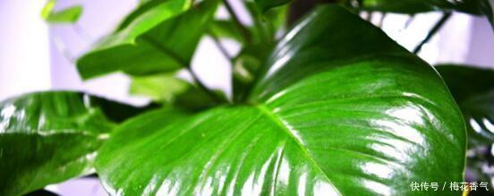 想把绿萝养成“树”请塑料瓶来帮忙，一分钱不花，养成大叶萝！