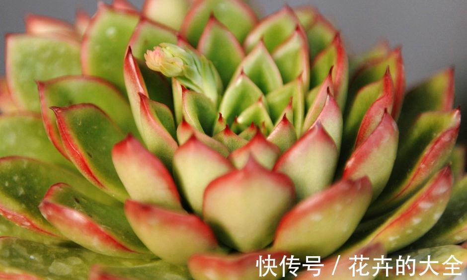 多肉黑腐烂根，这几招可以让你的多肉起死回生，你了解过嘛