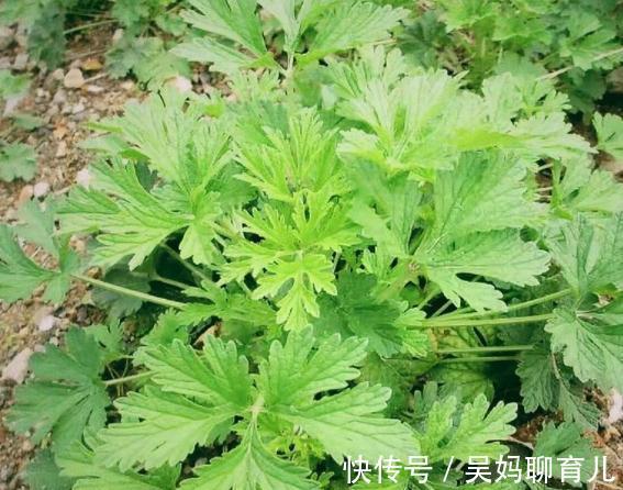 维生素b|吃了不老的食物,没事坚持吃,对皮肤非常好,营养全面,越吃越好