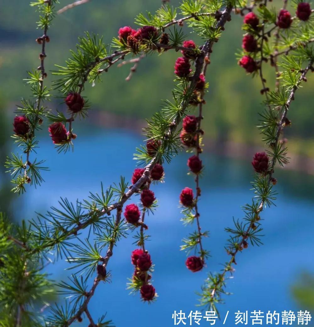 天池|大兴安岭, 不该被忘记