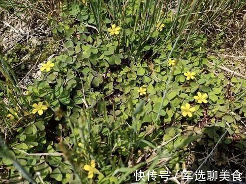 本草纲目|野外见到这种“心形小草”,请拿袋子装些回家,它的价值不一般