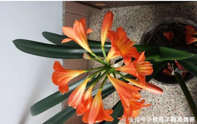 叶片|君子兰,不长叶子,不开花用上1个狠招,俩月花箭窜出来