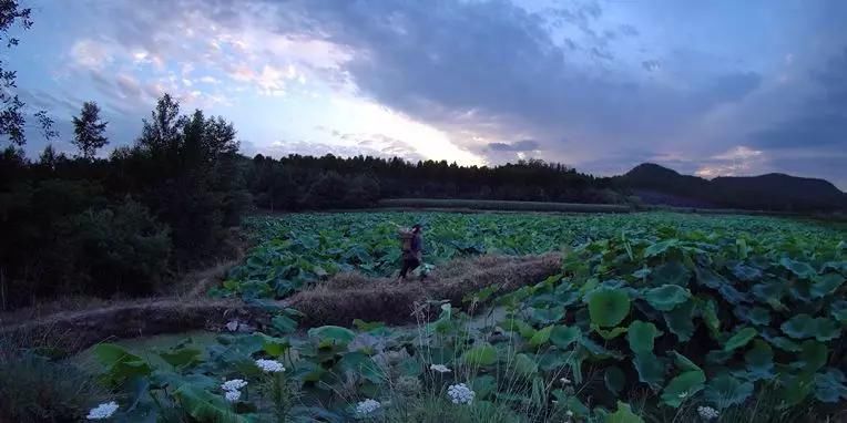 时光|李子柒回归山林展现无忧无虑的山林时光，还原传统美食藕粉的美味