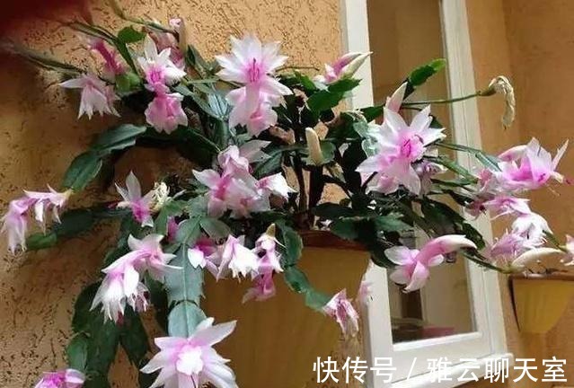 浇水|朋友可以让蟹爪兰年年开花, 原来要将它关小黑屋里