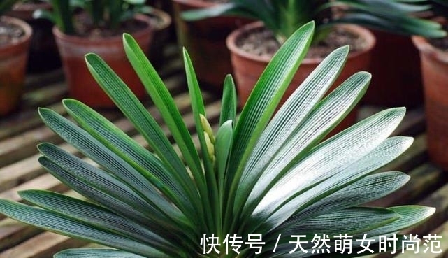 浇水|君子兰一年四季如何浇水?教你4个“黄金浇水法”,一般人不外传