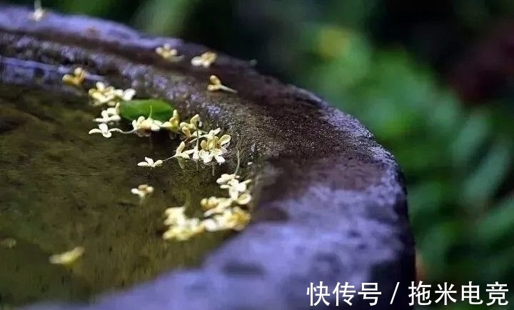 莎鸡振羽|让我们一起温柔地走进,诗中的那些良夜