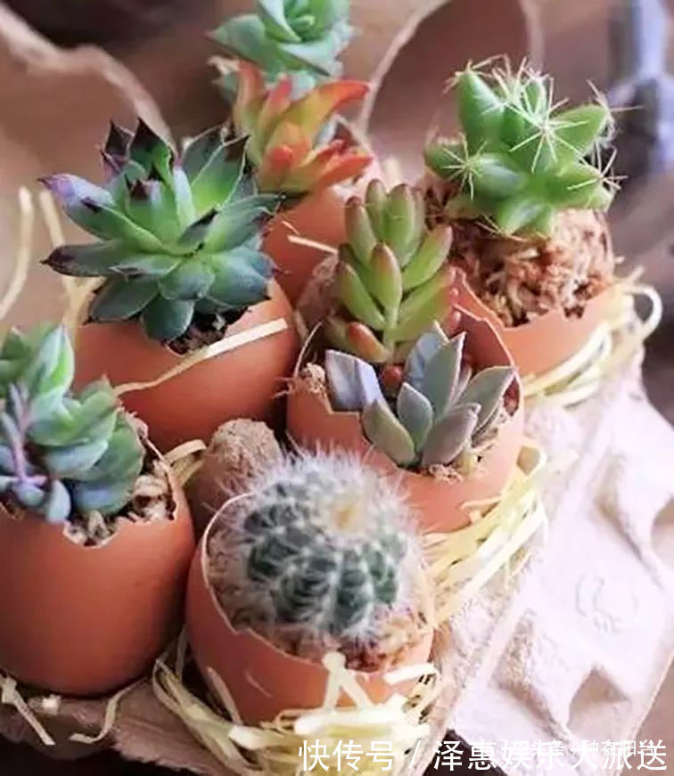 台友们|她用废弃的蛋壳“孵出”美丽的多肉植物,实在太迷你可爱了!