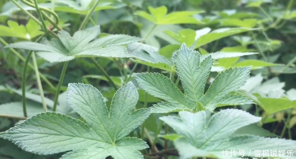 这种让农民十分讨厌的野草,懂得人当宝不懂得人当草!