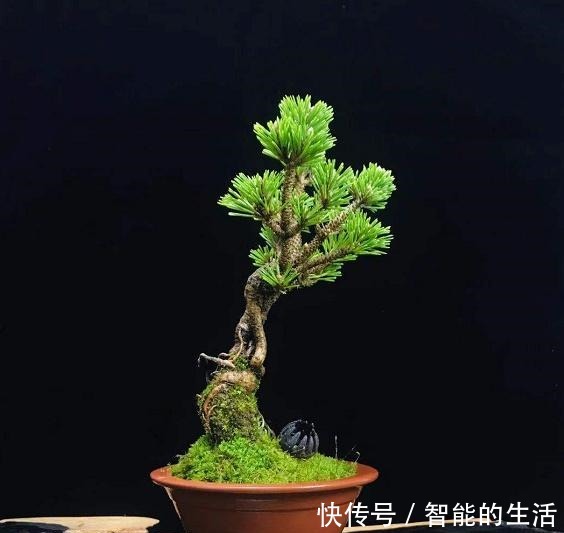 令人惊艳的国内花艺师盆景作品，平时很难见到，值得收藏与分享！