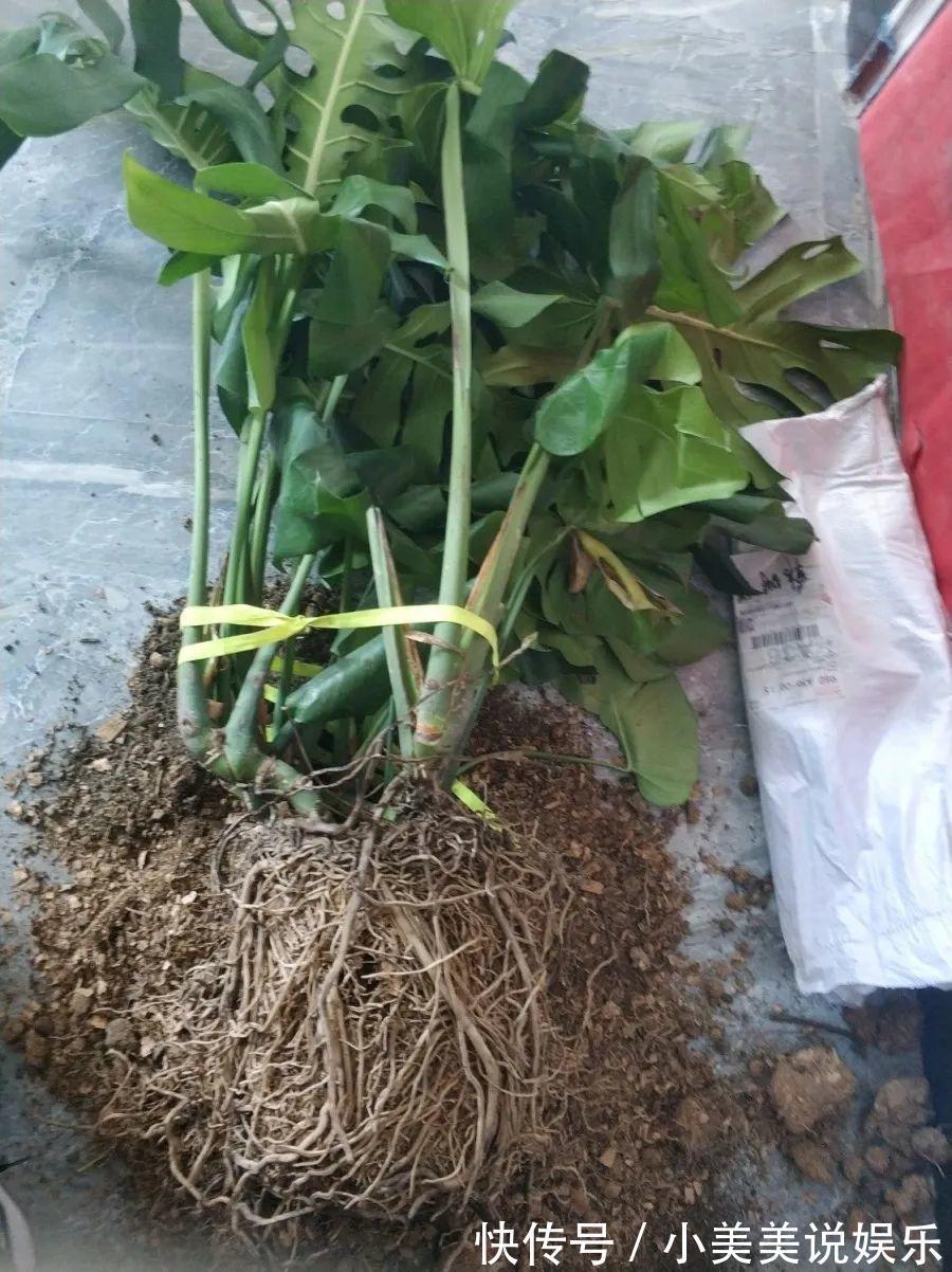 给这花换盆,土里扒出30个崽,根本不用扦插!