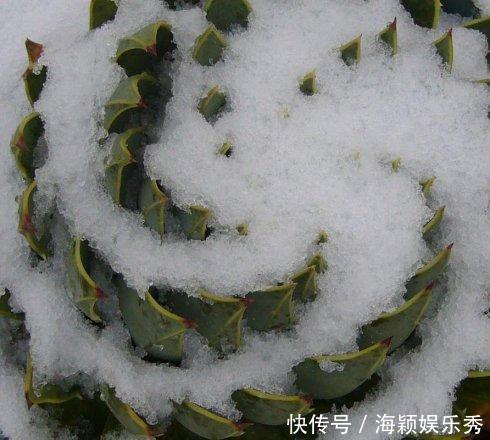 1盆芦荟1万2,你见过?一活就是50年,花友:值这个价格