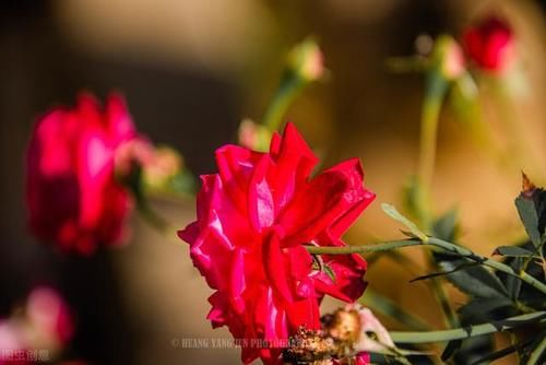 月季花开完第一次花后我给它重剪了只留下裸桩这样好吗?