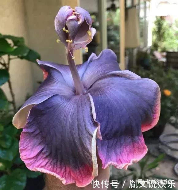 种花|1种花一开就是300多天,好养又漂亮,新手懒人都能养!