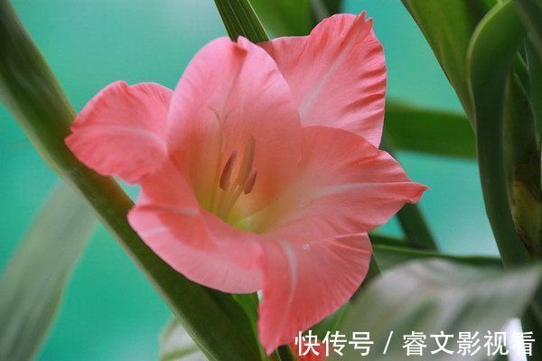 喜欢菊花,不如养盆优良名菊“乒乓菊”,花似乒乓,色彩鲜艳!