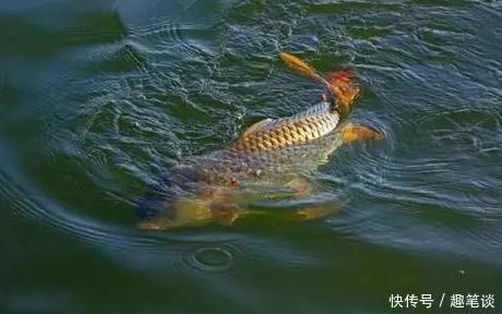 野钓经验谈之六 野钓鲤鱼需注意 如何诱鱼是关键