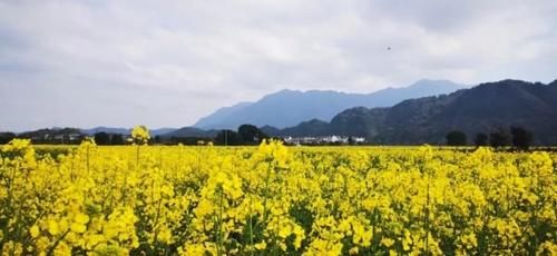 老年|超美超震撼！建德这片花海值得一看