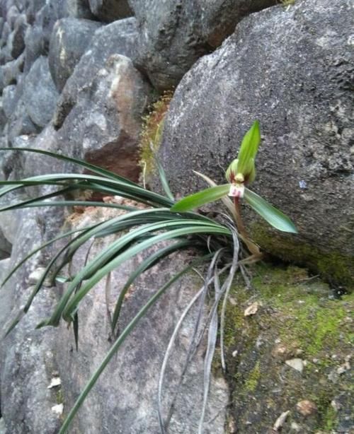 贵州兰花野生下山兰图片