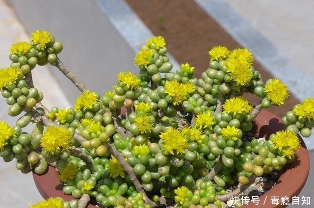 多肉|这5种多肉开花就像中奖一样，雅乐之舞最不常见，桃蛋开花最好看！