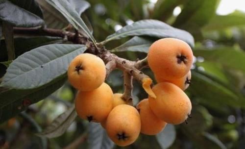 养生|女性过了40岁，多吃几种养生食物，促进肠胃消化，清肠通便，美容