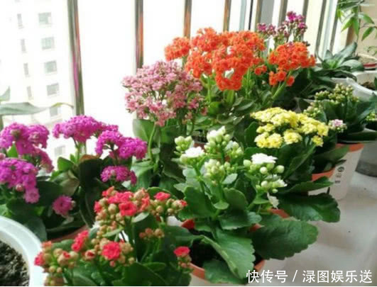 浇水|“一浇水”花就黄叶、烂根，学会3个方法，放心浇水，叶绿朵花艳