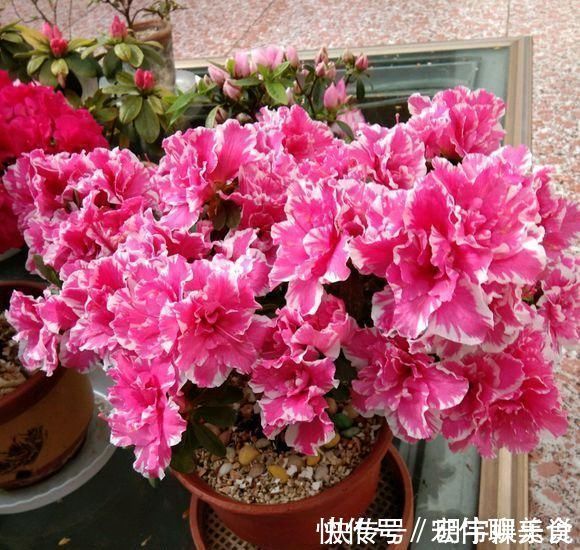 甲硝唑|过期小药片不要丢,尤其是这3种,用来养花,生根快开花多