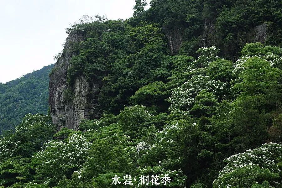 桐花又开！邀你来楠溪江，共赴一场“五月雪”之约 ！