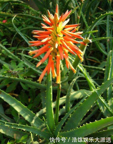 “4种花”适合懒人养，沾土就活，养都养不死，高雅漂亮、花期长